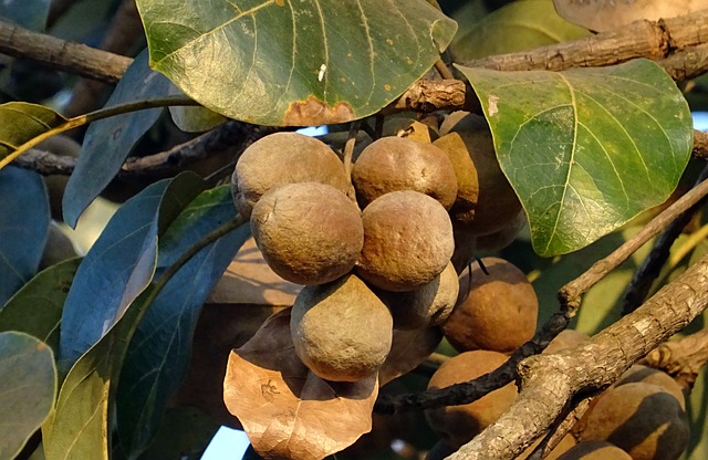 Triphala prášek
